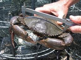 Scylla Serrata